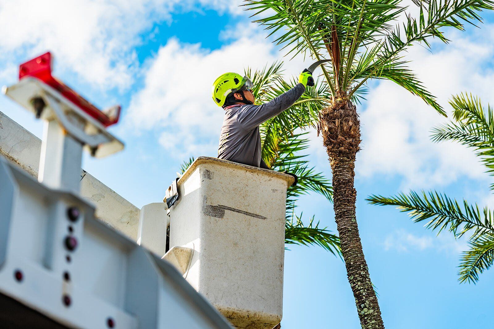 commercial tree company