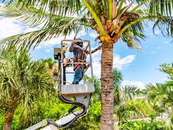 Commercial tree services crew trimming palm trees with lift equipment in West Palm Beach, FL